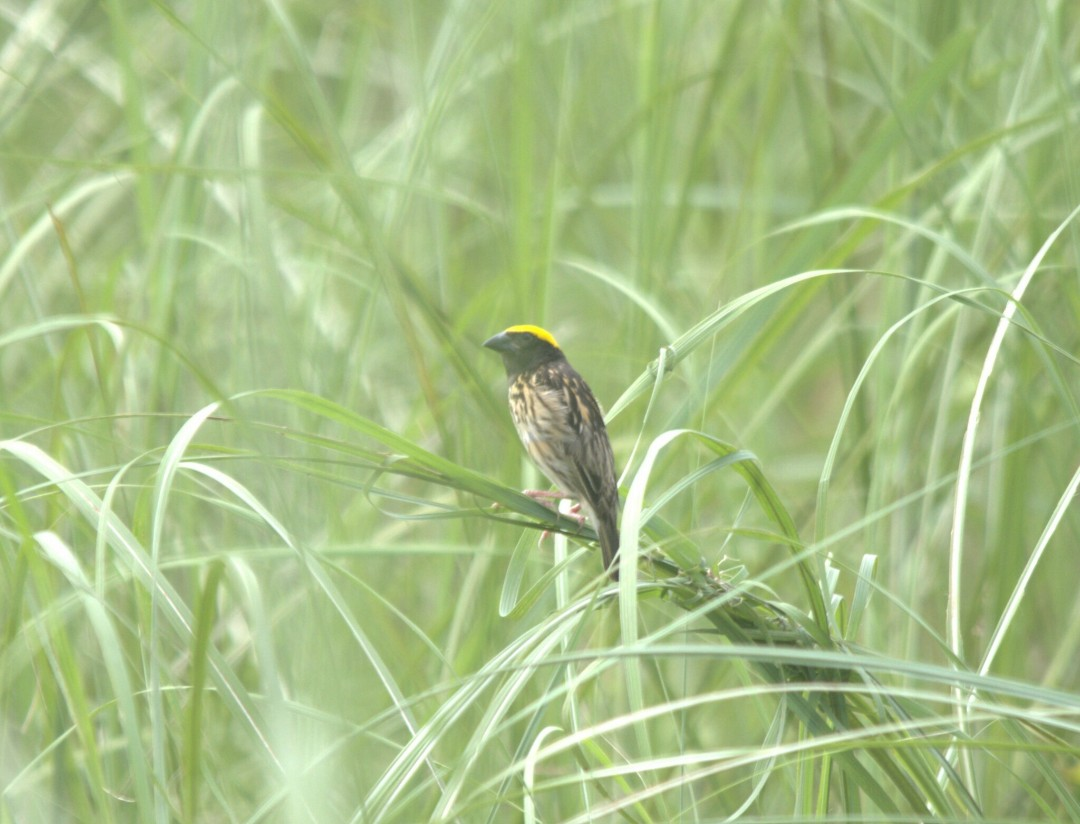 Streaked Weaver - ML645308203