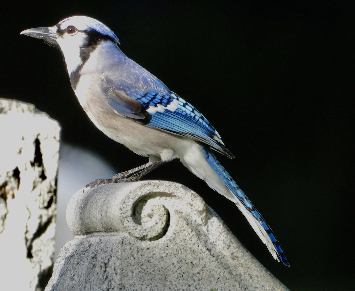 Blue Jay - ML645308204