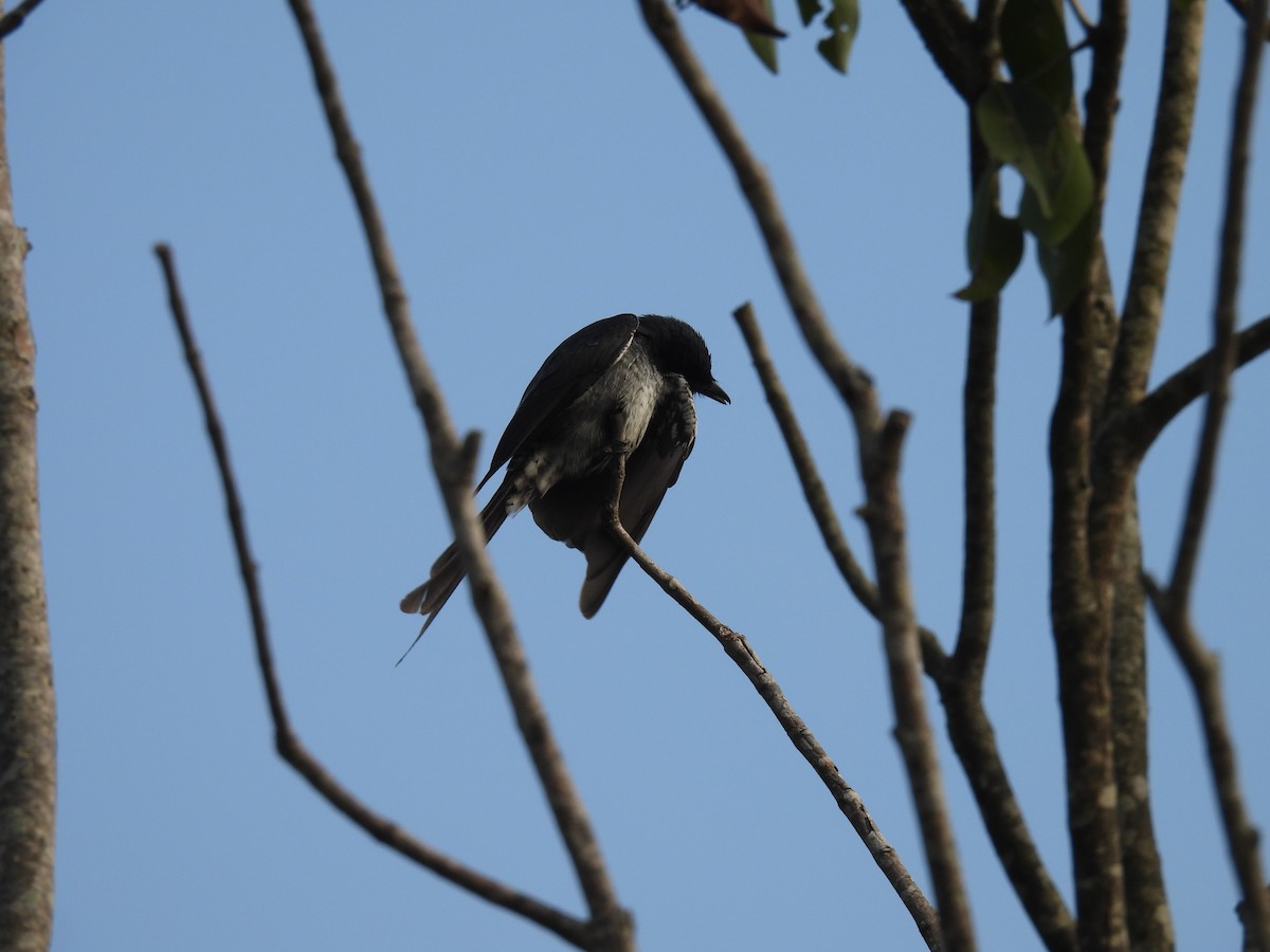 Black Drongo - ML645308220