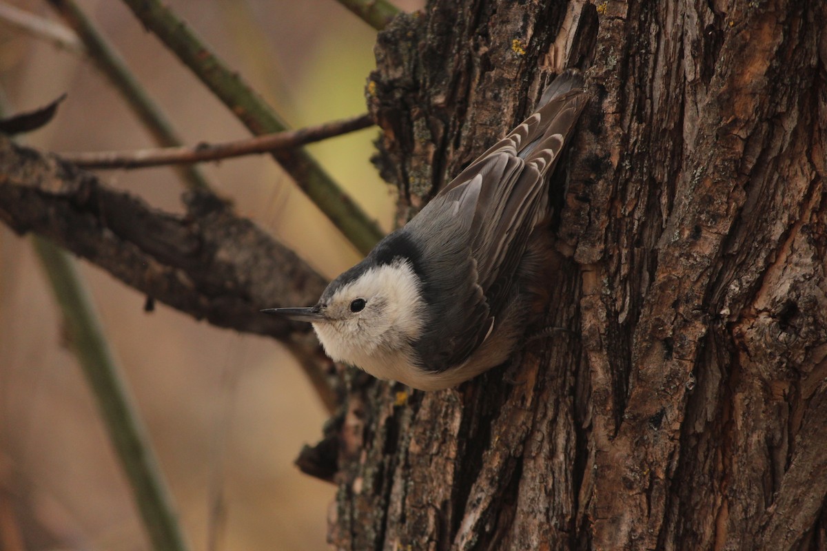 White-breasted Nuthatch - ML645308221
