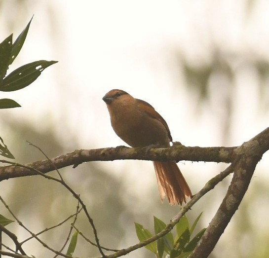 Brown Tanager - ML645308222