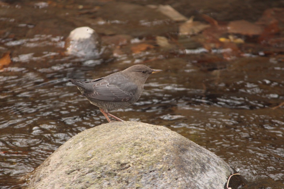 Ur-zozo iparramerikarra - ML645308223