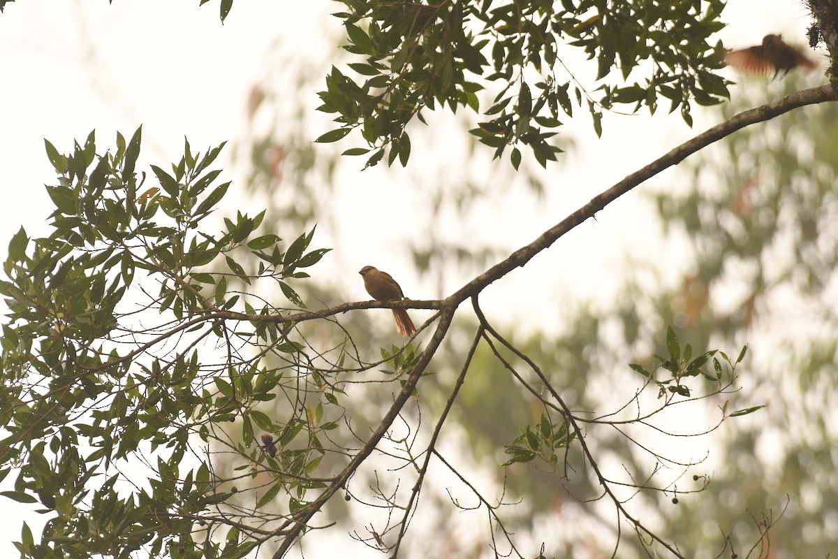 Brown Tanager - ML645308229