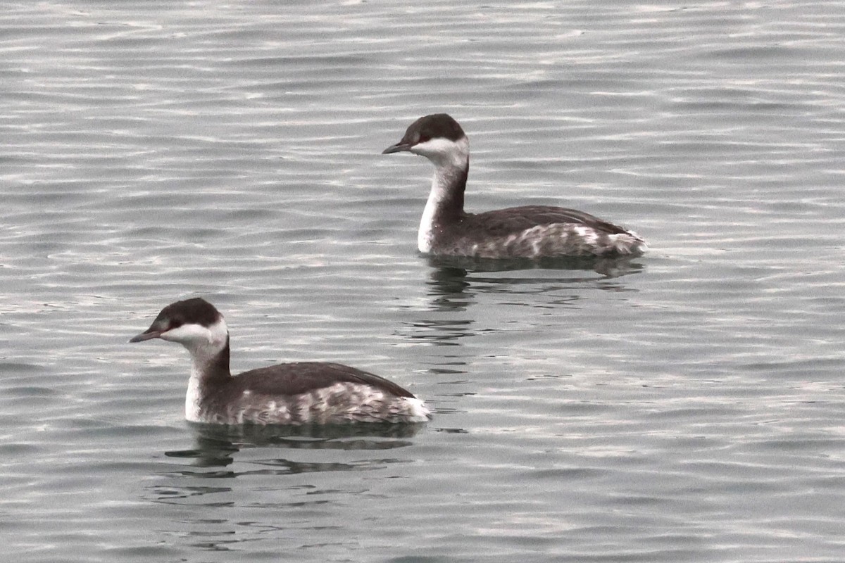 Horned Grebe - ML645308230
