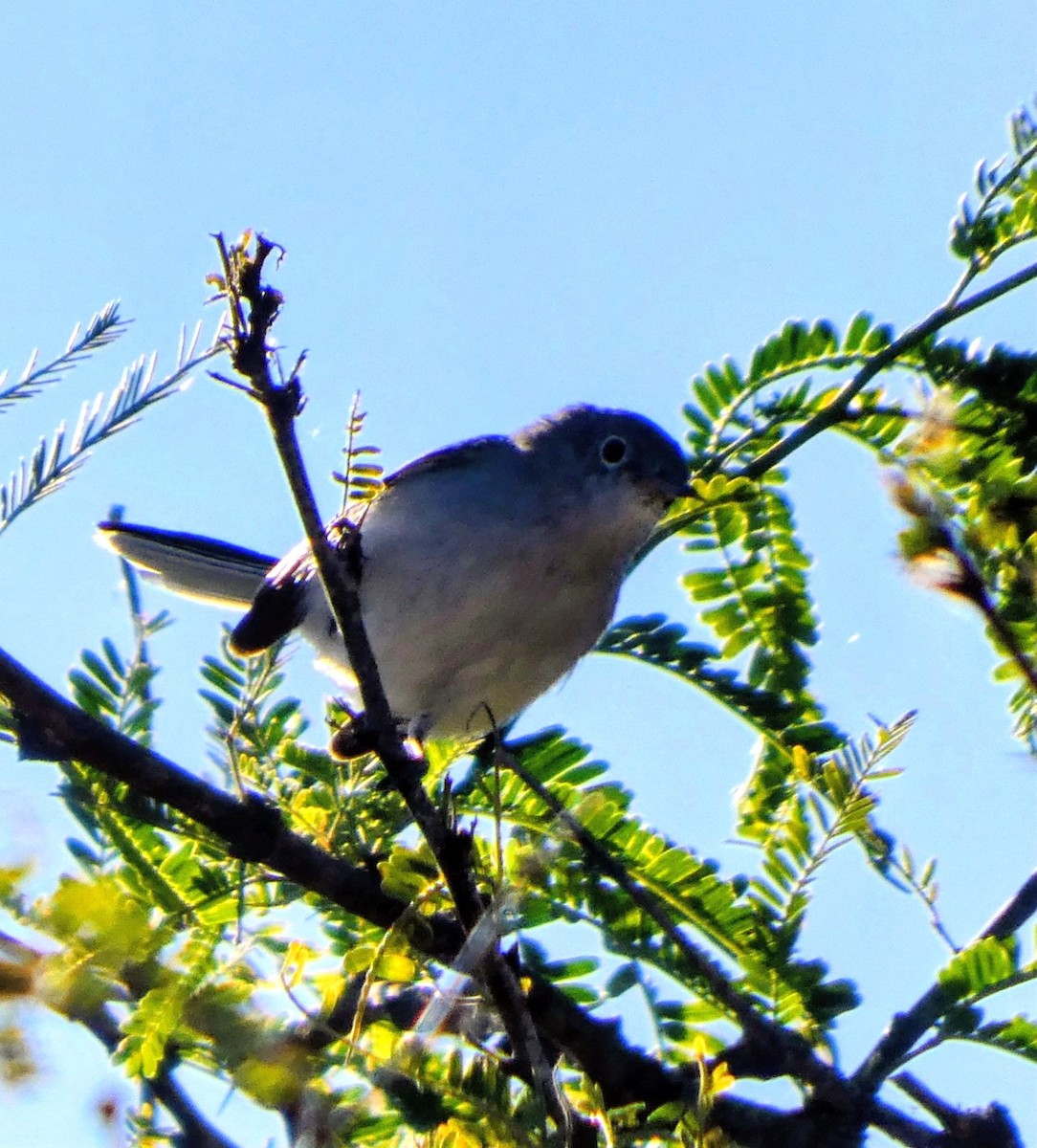 Голубая комароловка - ML645308234