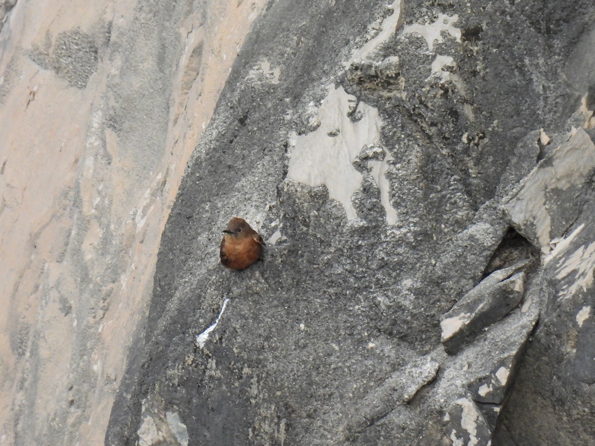 Cliff Flycatcher - ML645308235