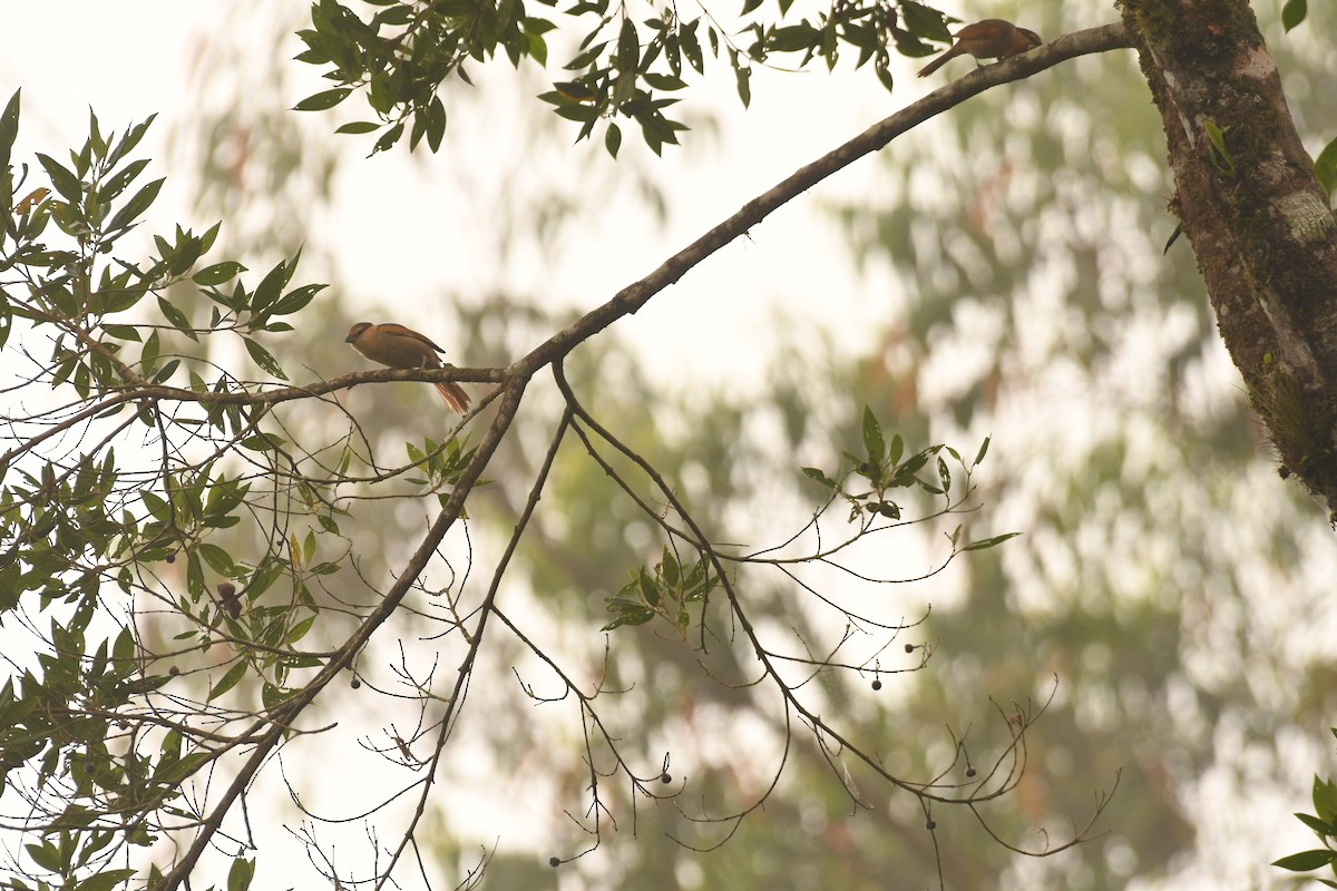 Brown Tanager - ML645308238