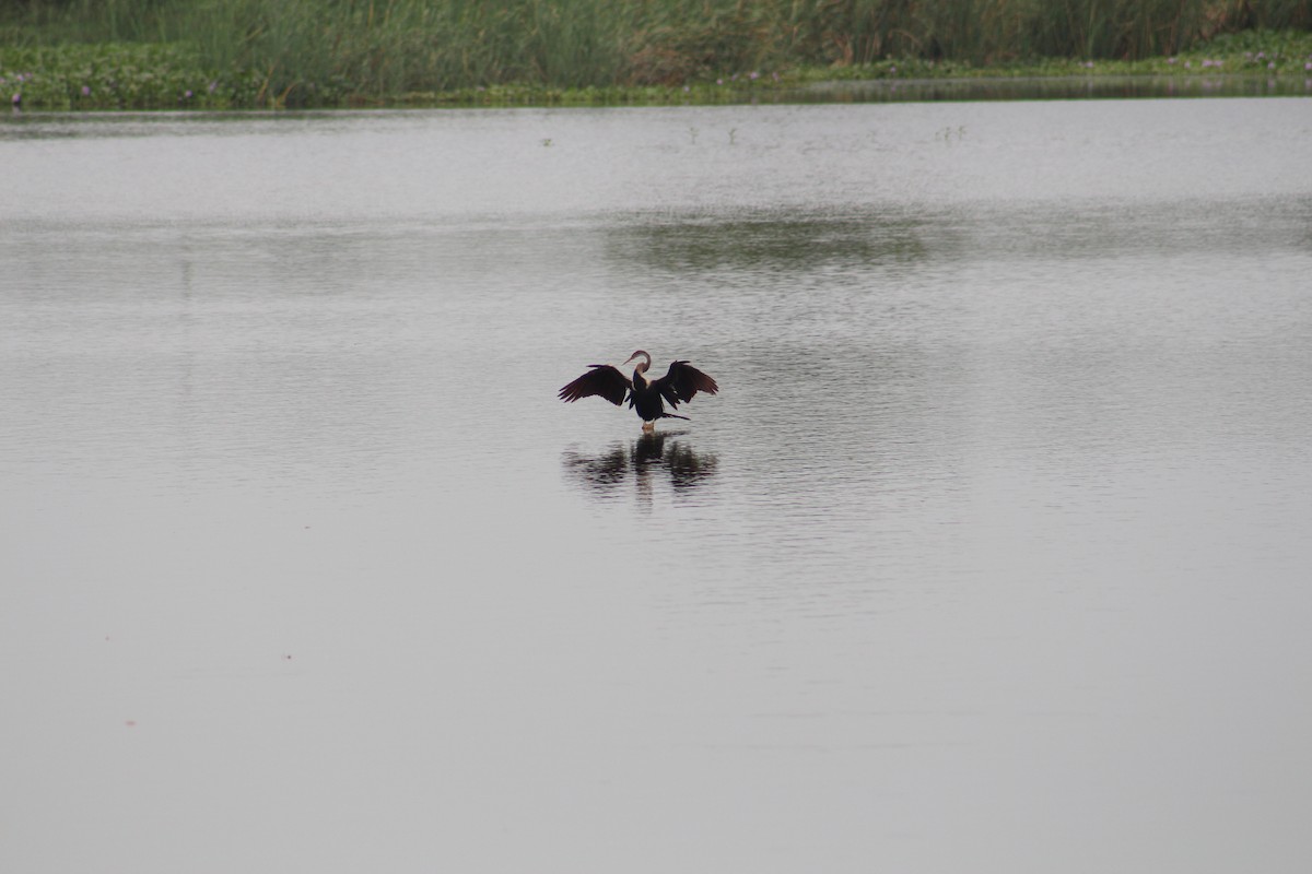 Oriental Darter - ML645308239