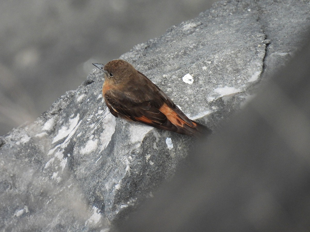 Cliff Flycatcher - ML645308247