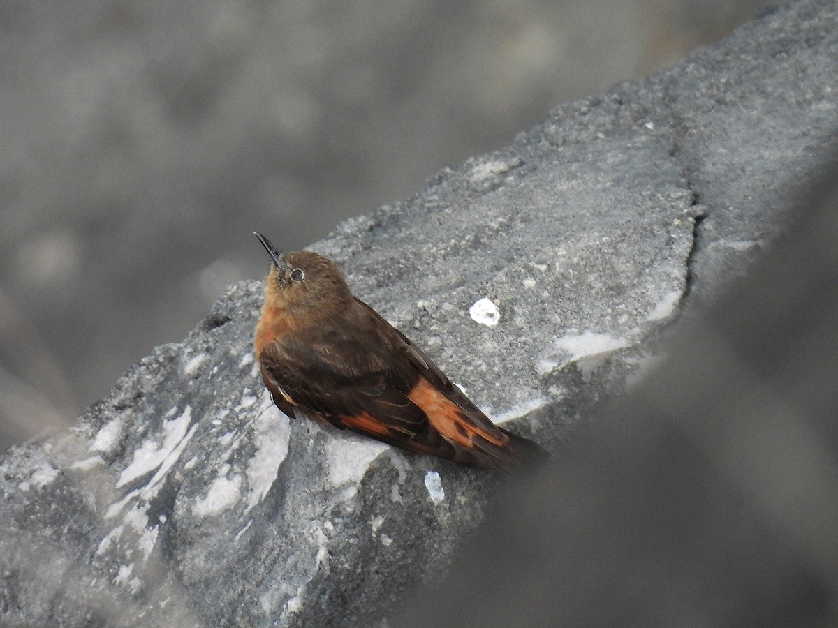 Cliff Flycatcher - ML645308248