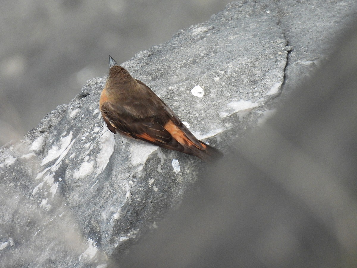 Cliff Flycatcher - ML645308249