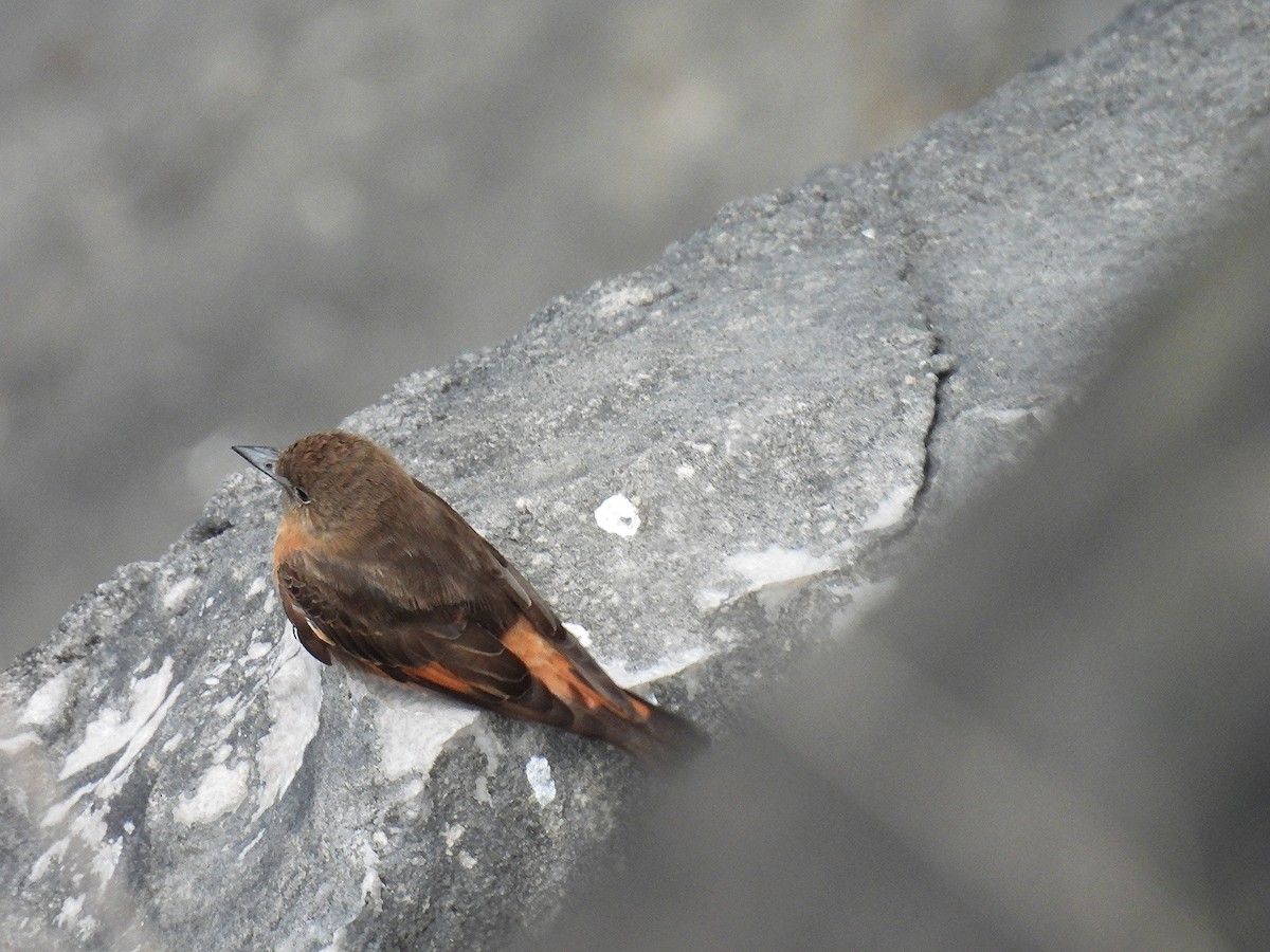 Cliff Flycatcher - ML645308250