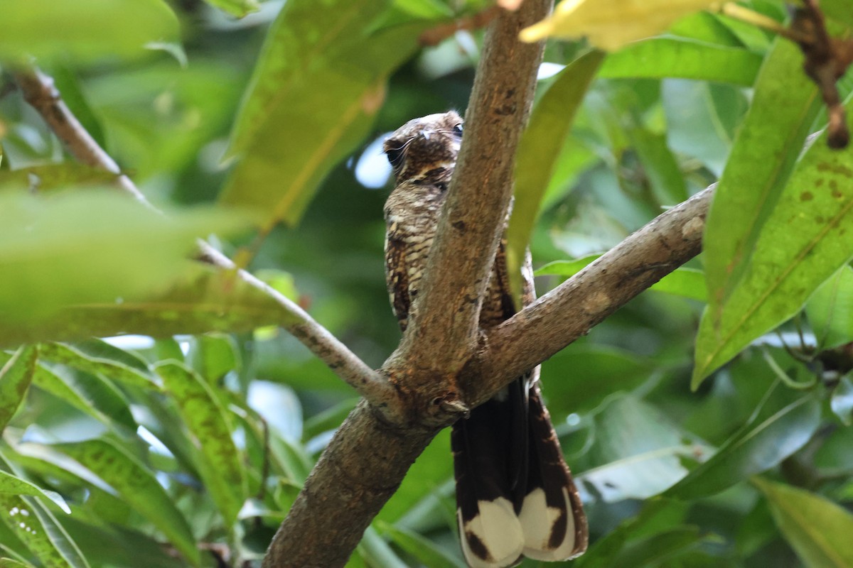 Philippine Nightjar - ML645308255
