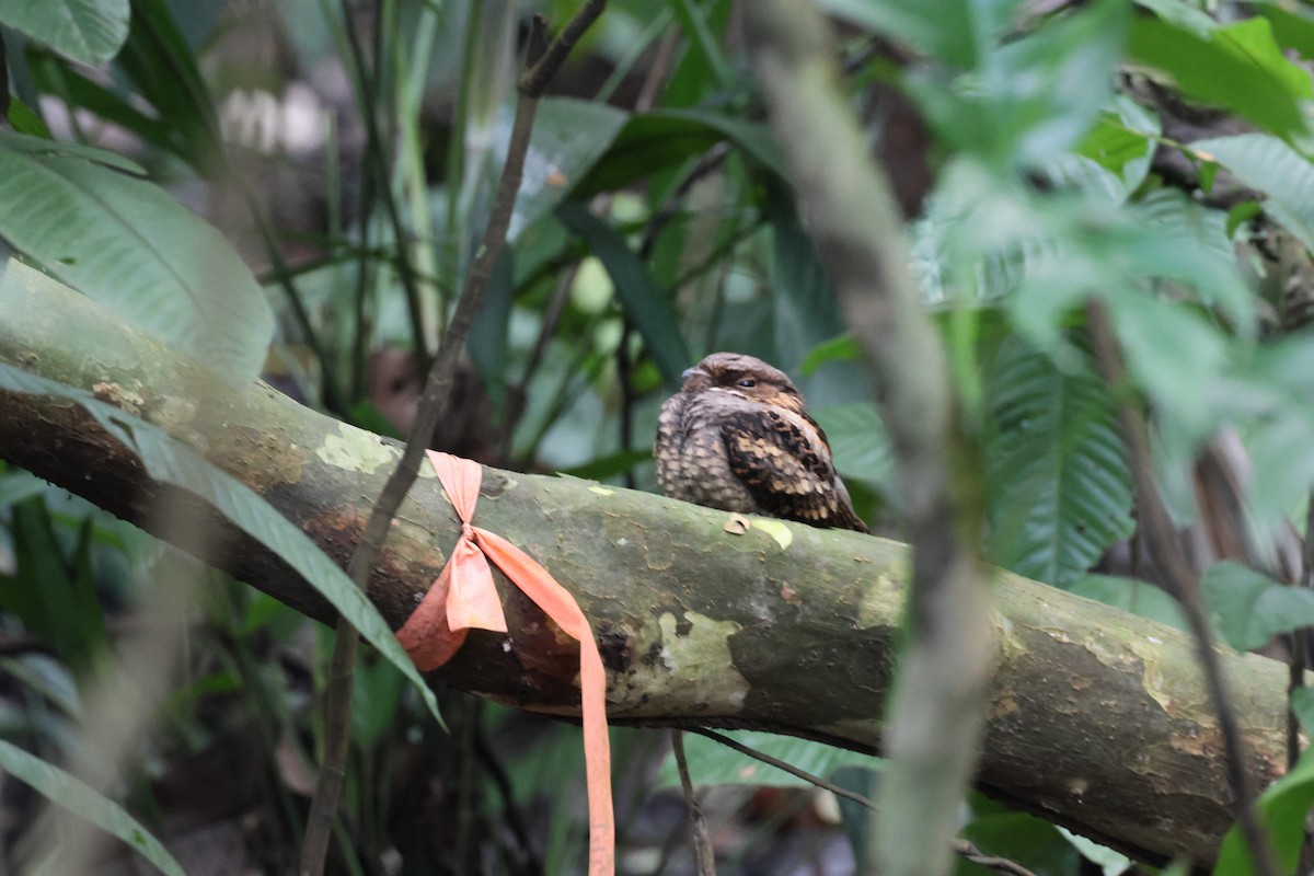 Philippine Nightjar - ML645308256