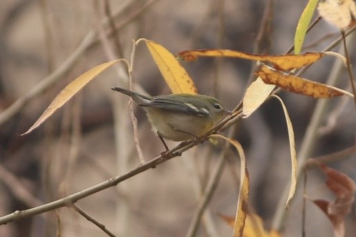 Northern Parula - ML645308257