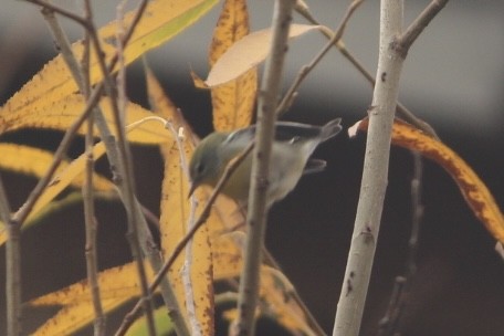 Northern Parula - ML645308258