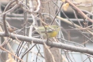 Northern Parula - ML645308259