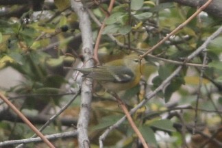 Northern Parula - ML645308260