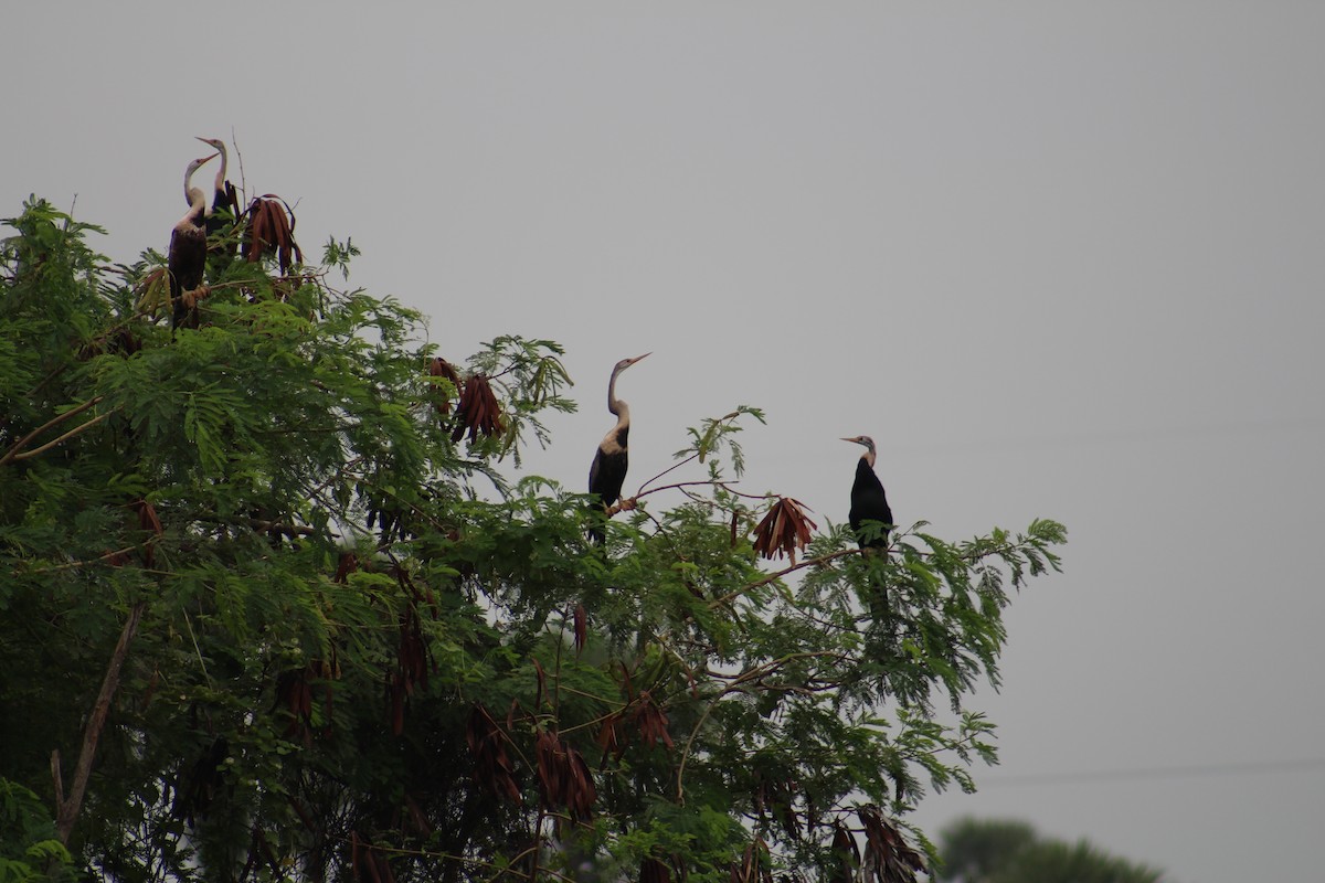 Oriental Darter - ML645308266