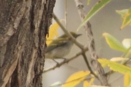 lesňáček rezavoboký - ML645308267