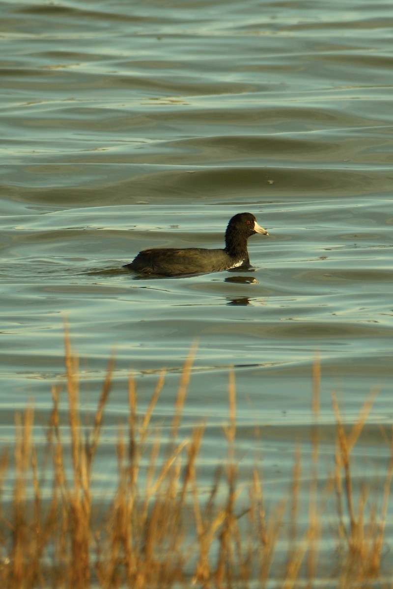 אגמית אמריקנית - ML645308268