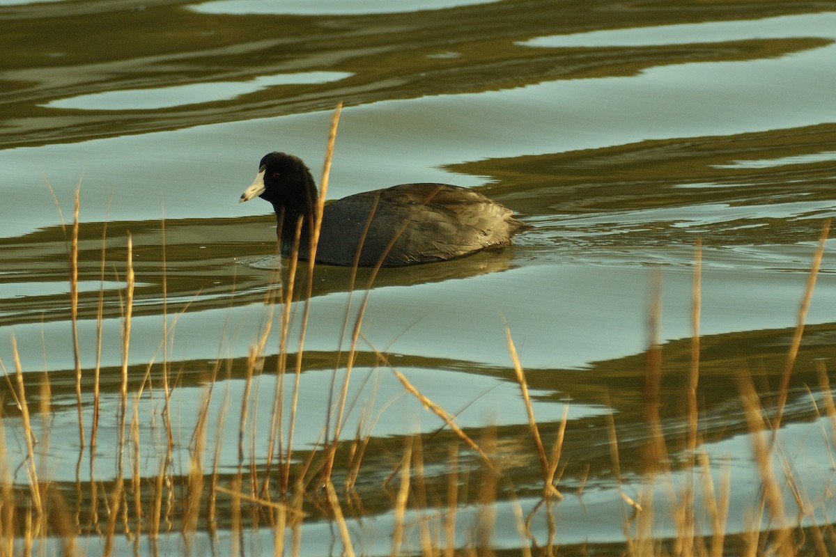 אגמית אמריקנית - ML645308269