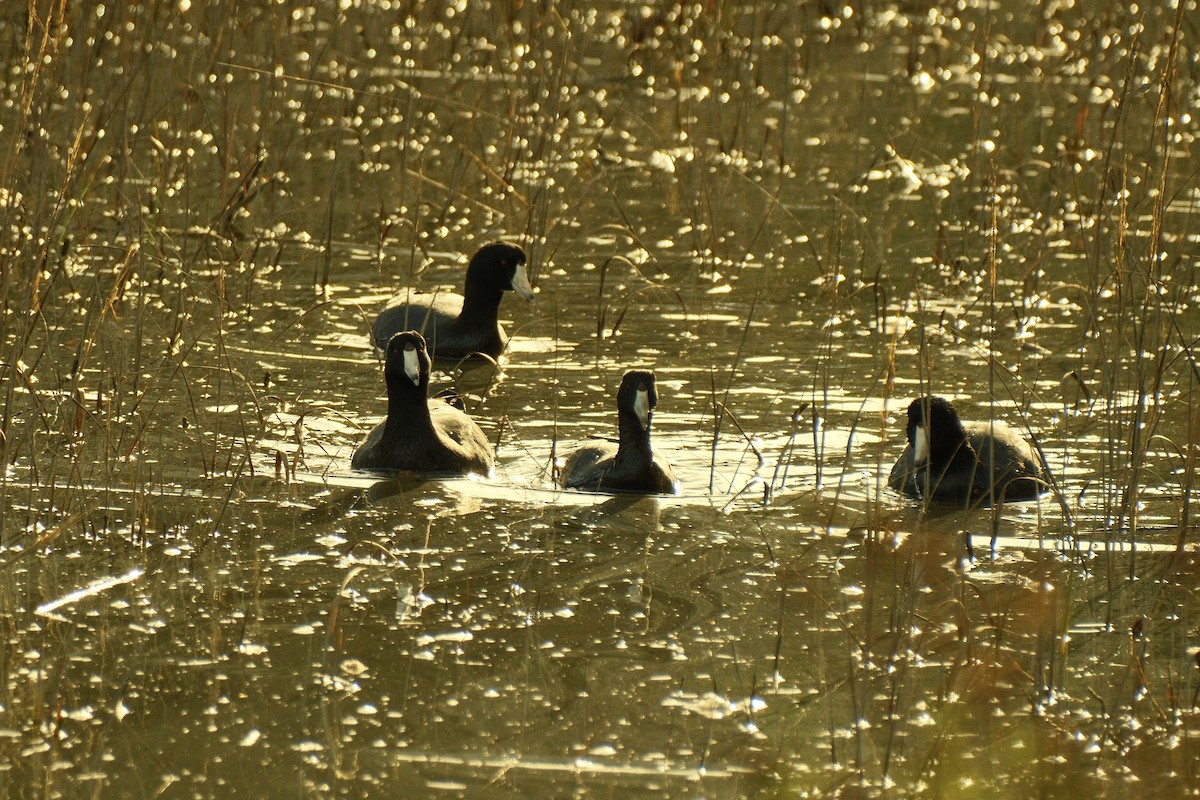 אגמית אמריקנית - ML645308270