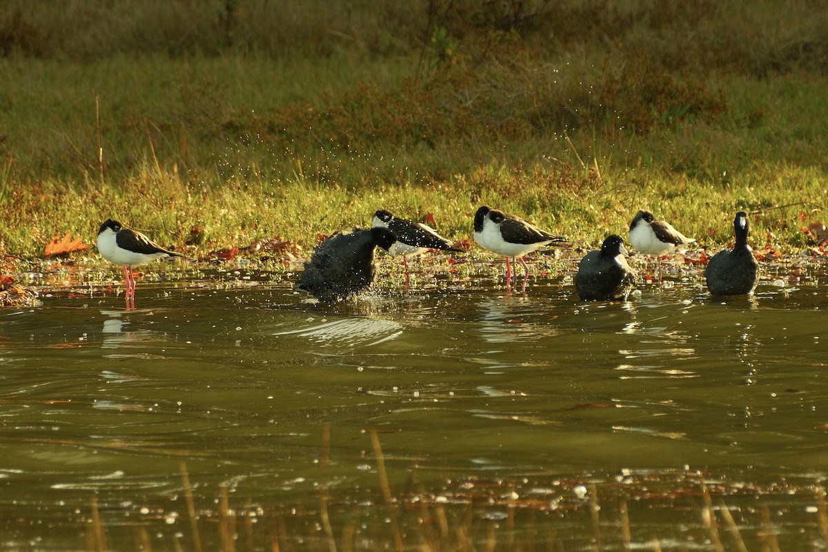 אגמית אמריקנית - ML645308271