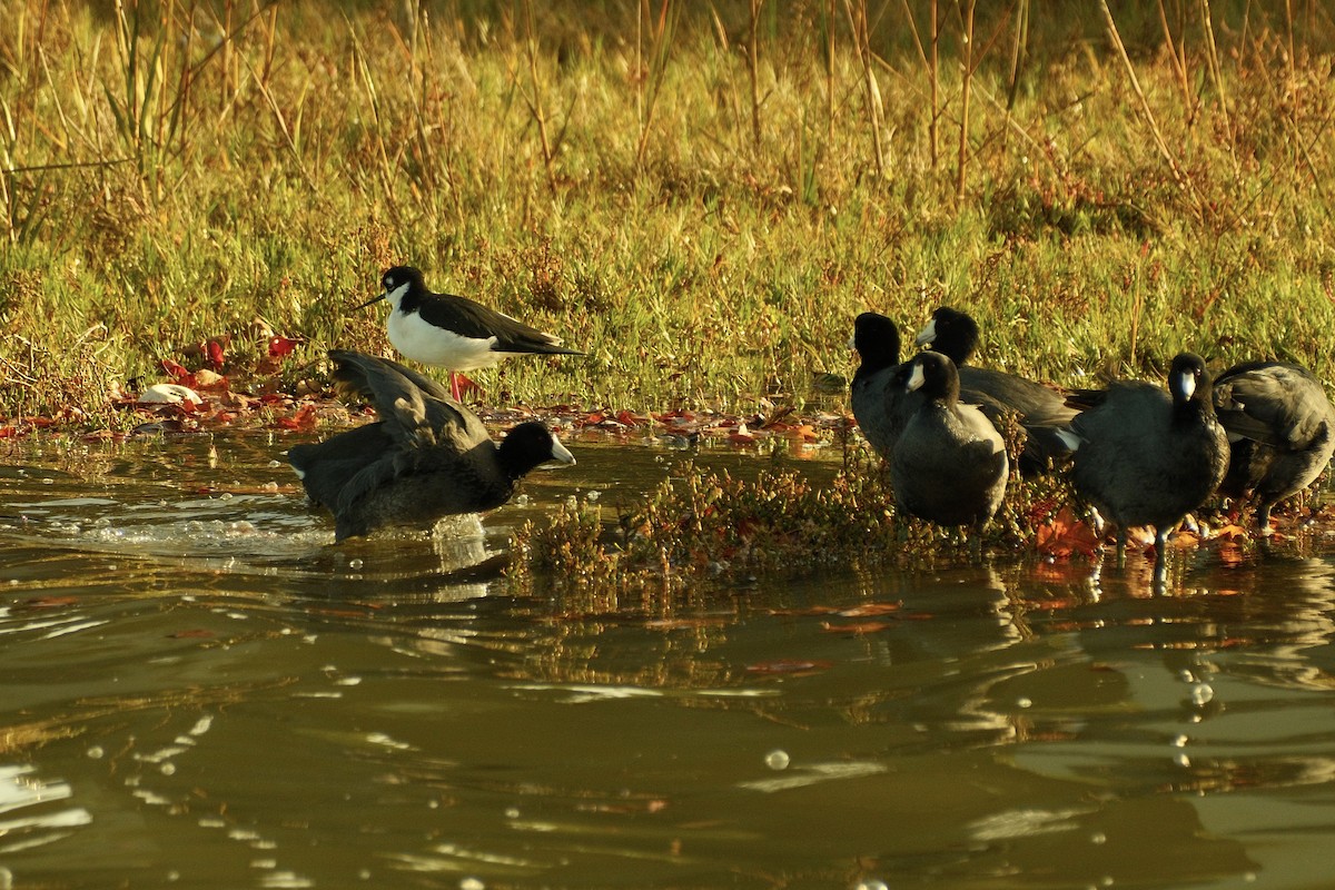 אגמית אמריקנית - ML645308272