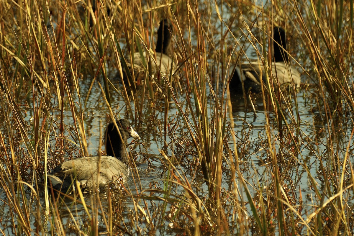 אגמית אמריקנית - ML645308273