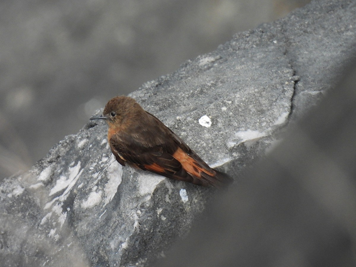 Cliff Flycatcher - ML645308274