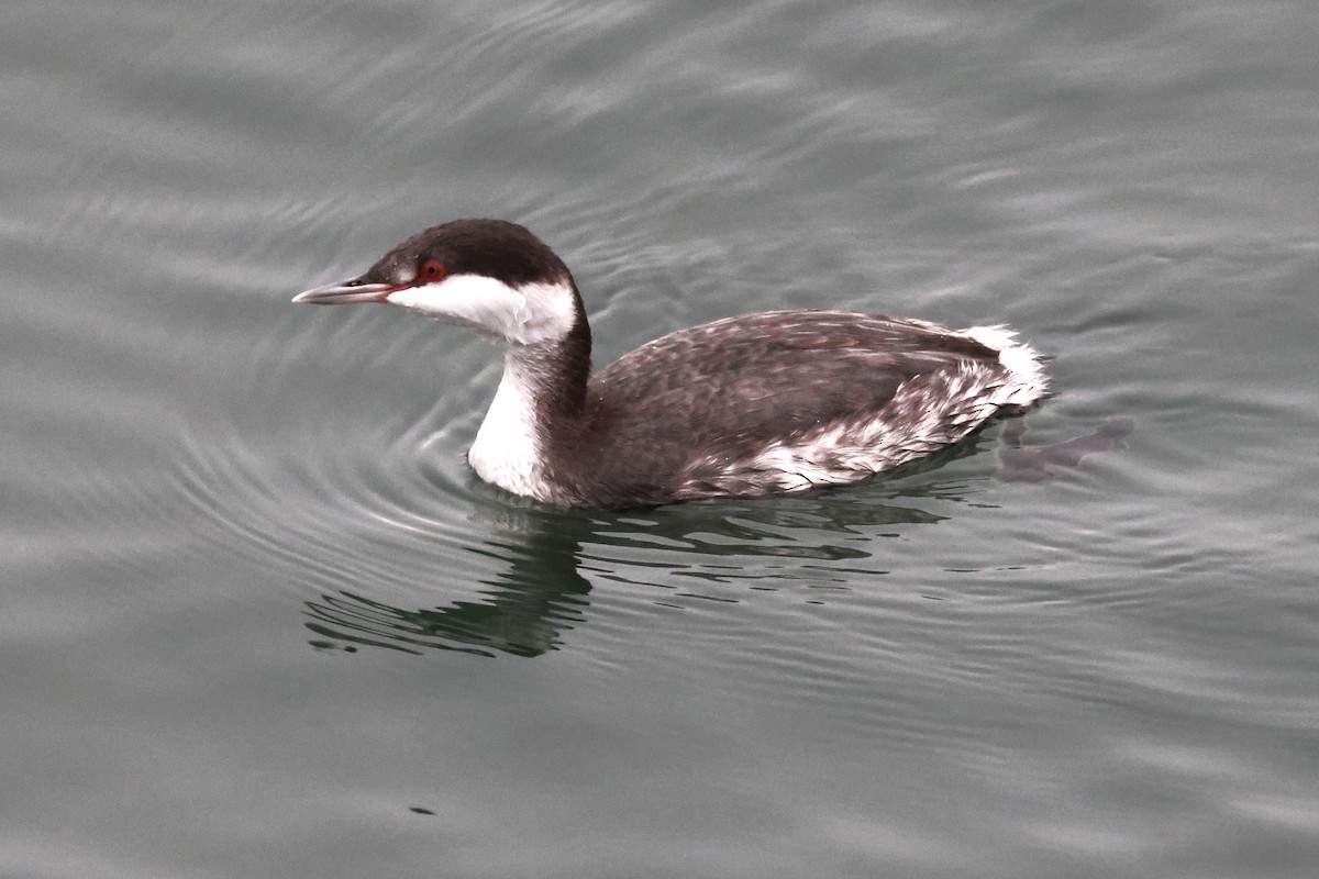 Horned Grebe - ML645308275