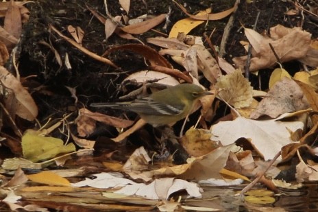 Pine Warbler - ML645308281