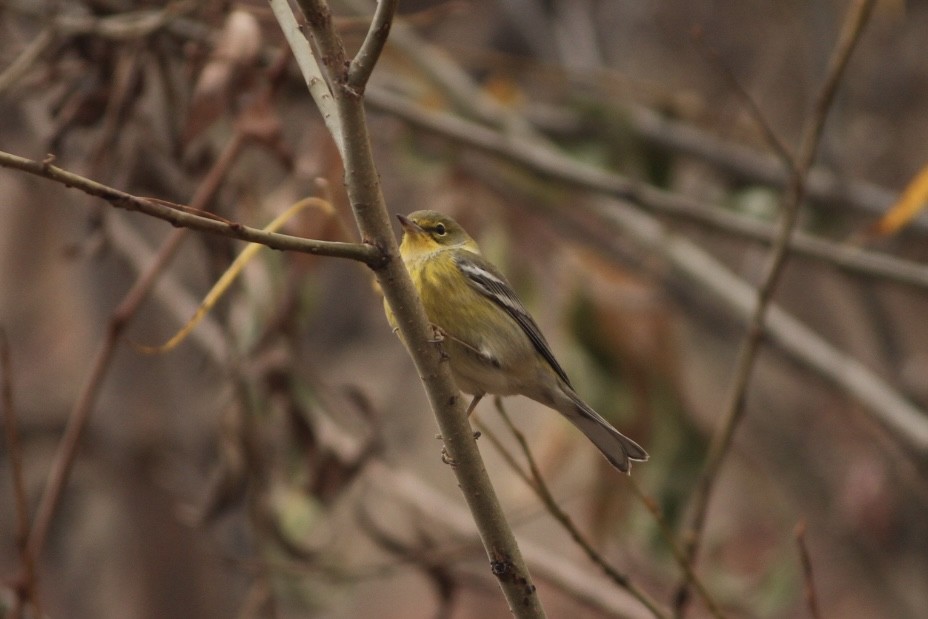 Pine Warbler - ML645308282