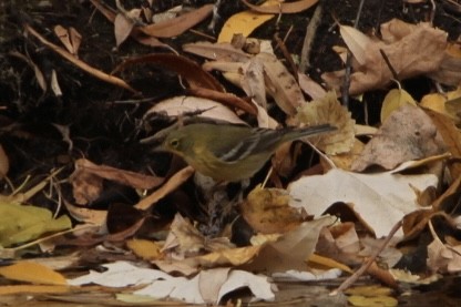 Pine Warbler - ML645308283