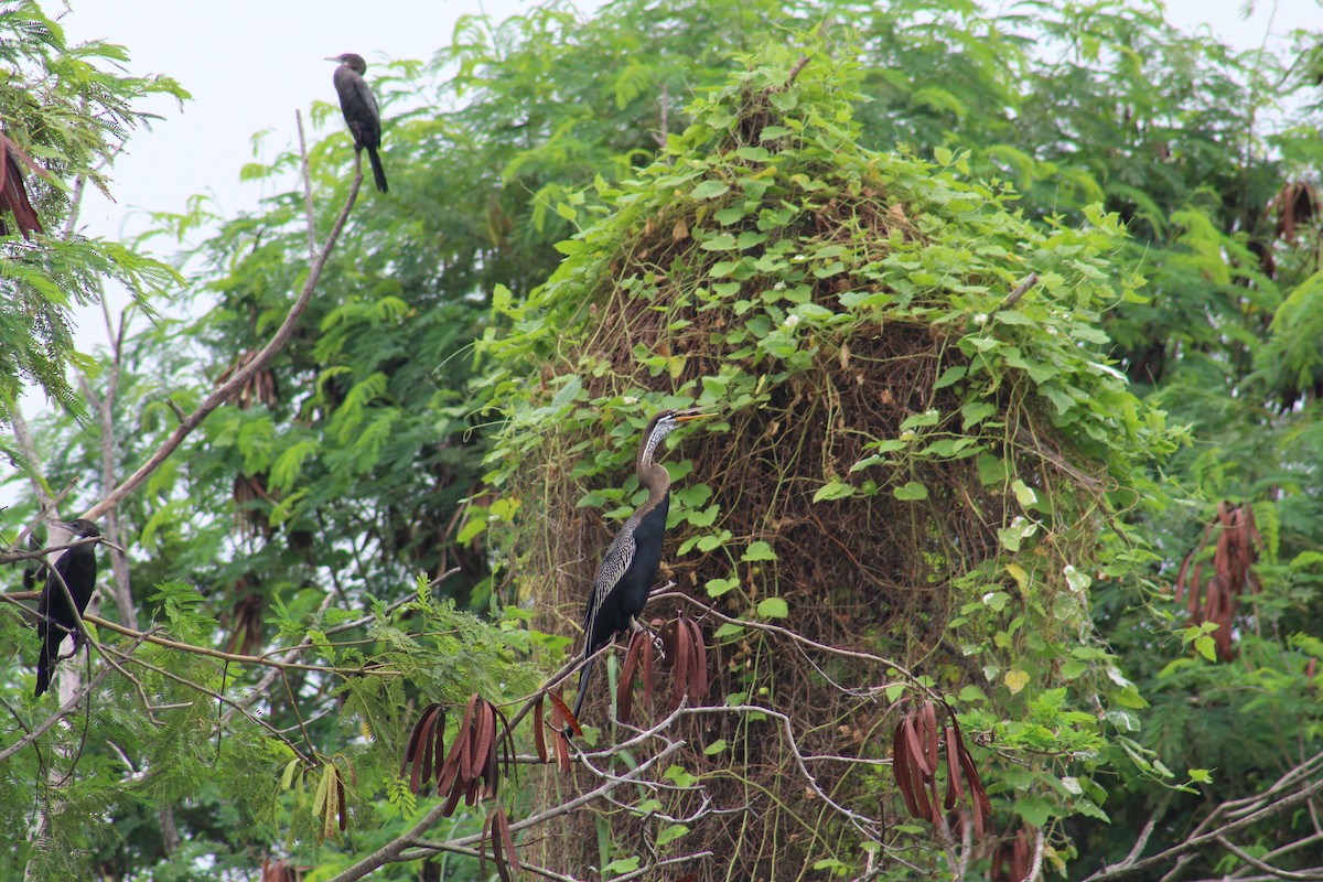 Oriental Darter - ML645308285