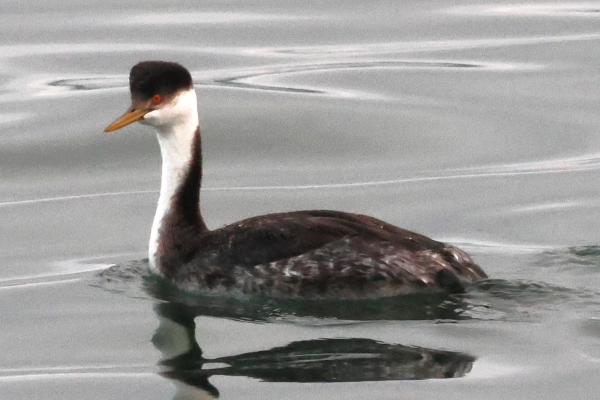 Western Grebe - ML645308288