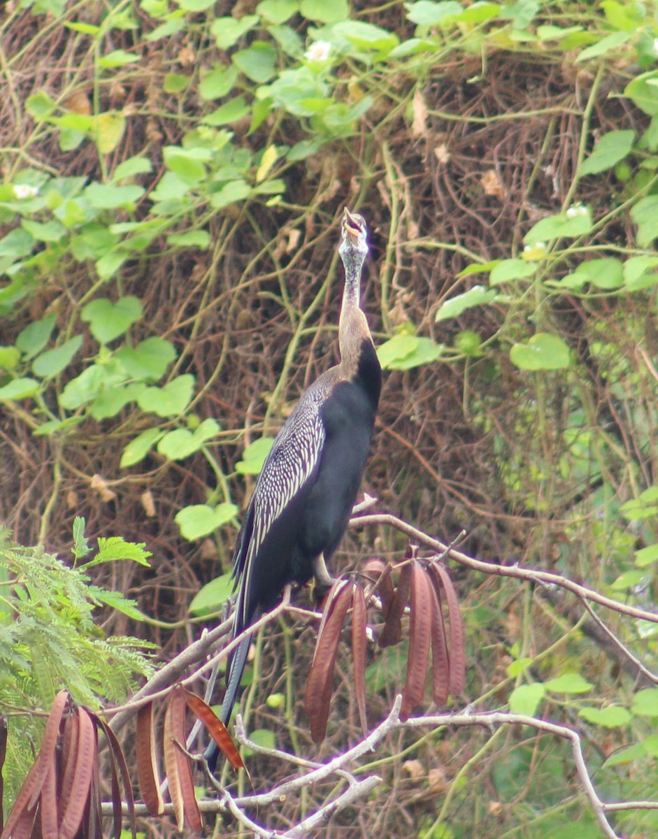 Oriental Darter - ML645308292