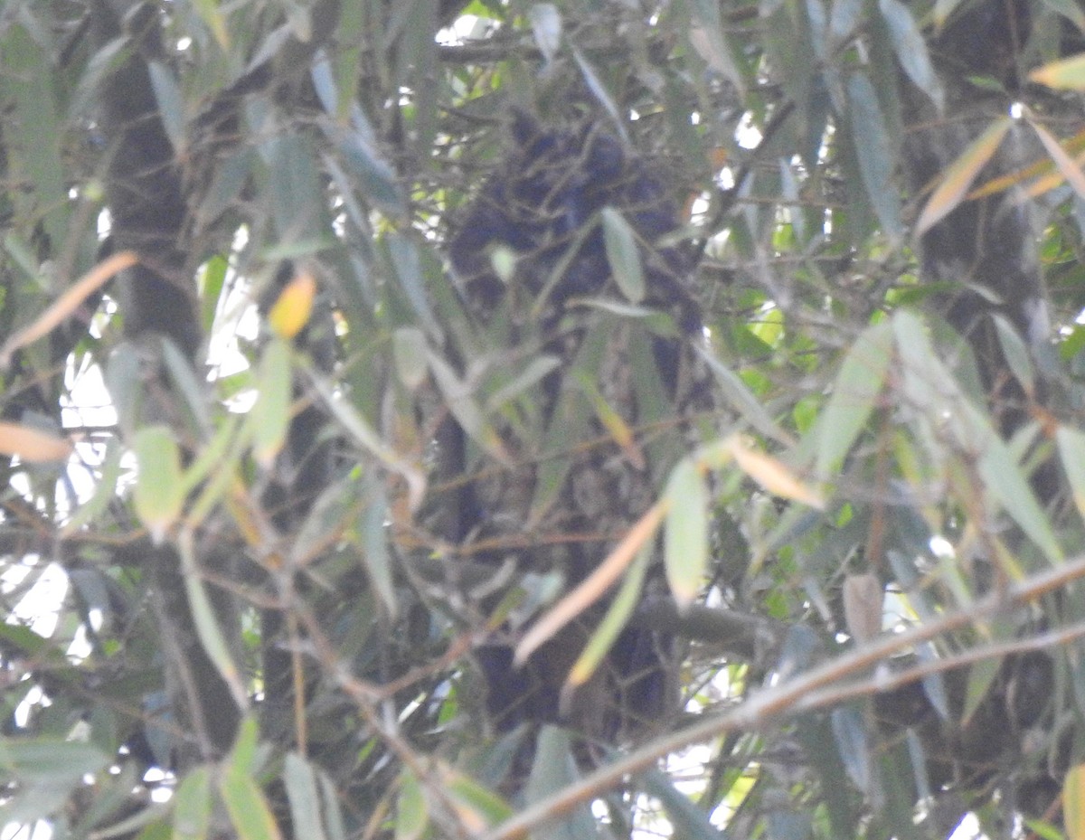 Stygian Owl - ML645308301