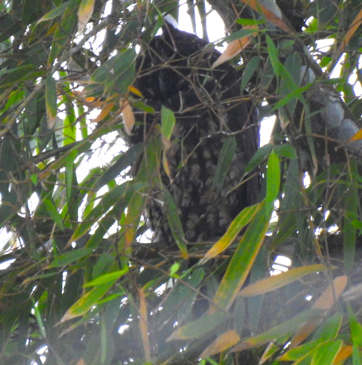 Stygian Owl - ML645308302