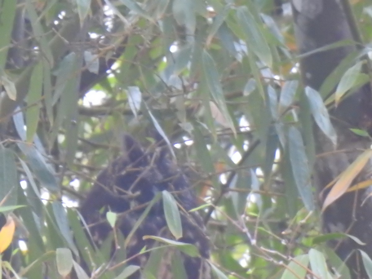 Stygian Owl - ML645308303