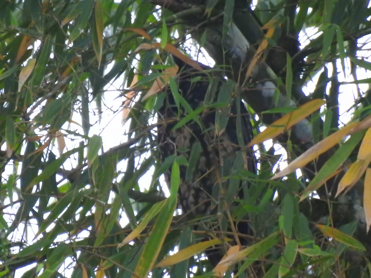 Stygian Owl - ML645308304