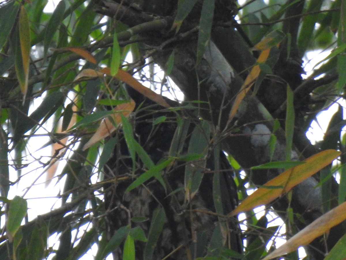 Stygian Owl - ML645308305