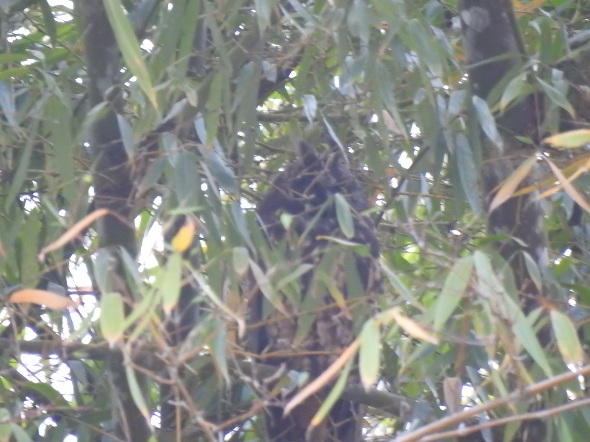 Stygian Owl - ML645308306