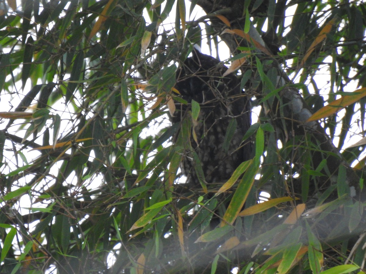 Stygian Owl - ML645308307