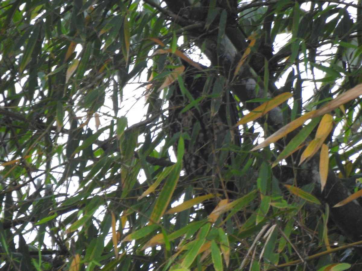 Stygian Owl - ML645308308