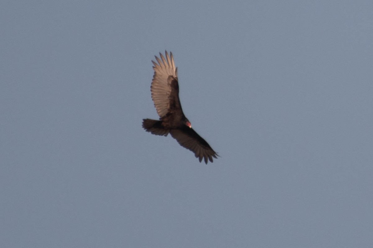 Turkey Vulture - ML645308309