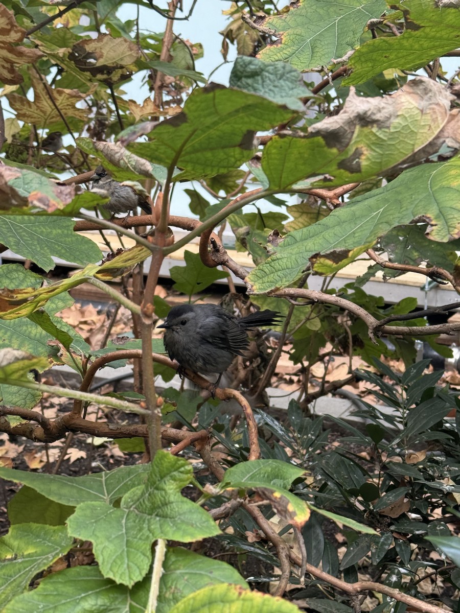 Gray Catbird - ML645308312