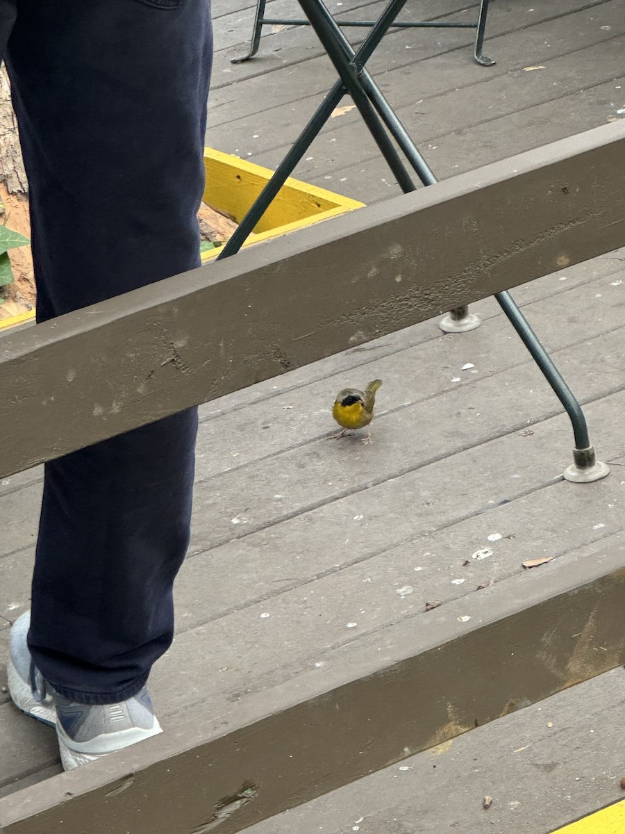 Common Yellowthroat - ML645308329