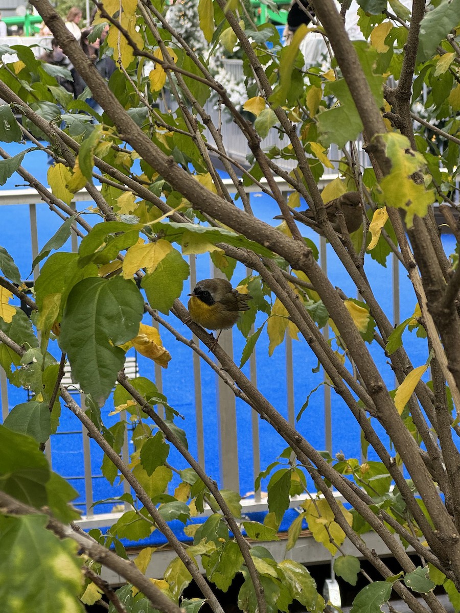 Common Yellowthroat - ML645308330